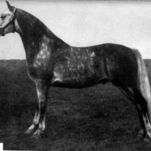 RAFMIRZ