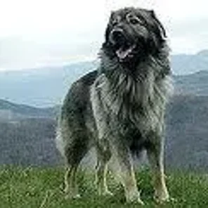 Karst Shepherd