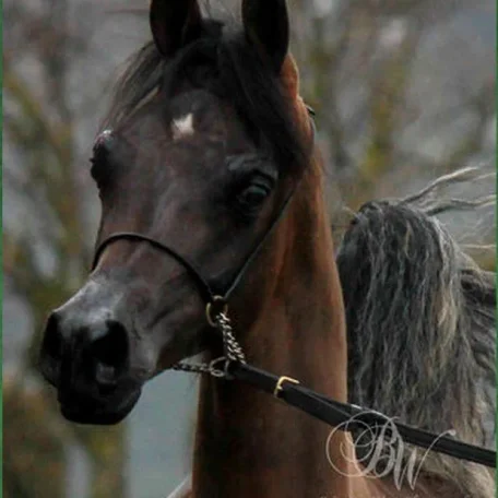 This very beautiful colt is Marekk (Pogrom x Tamaaras Psong)