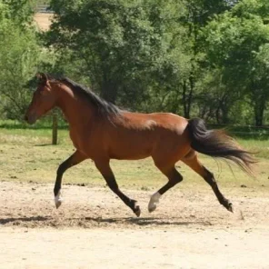 Furia BP