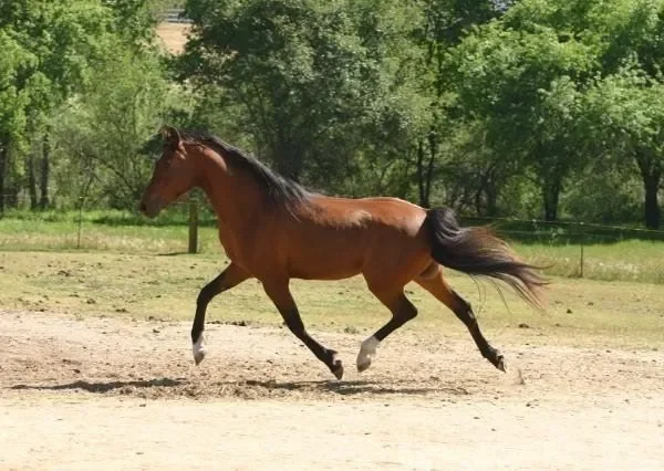 Furia BP