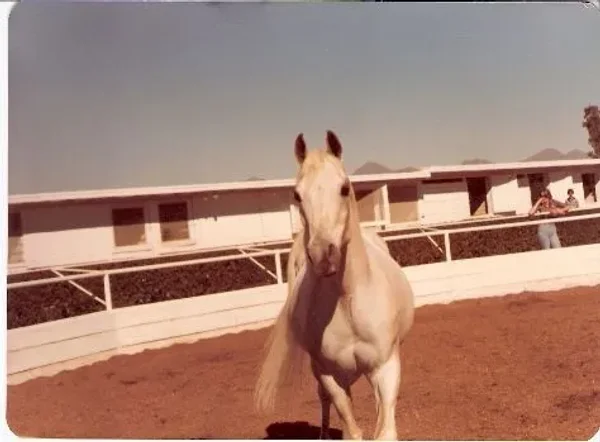 FERZON