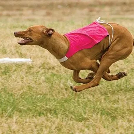 Lure Coursing