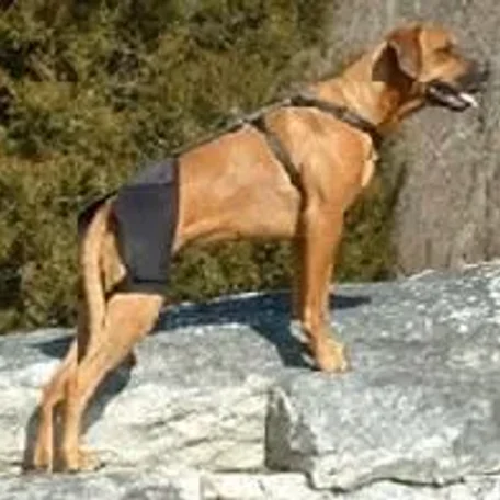 Hip Dysplasia in Dogs