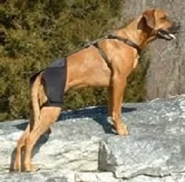 Hip Dysplasia in Dogs