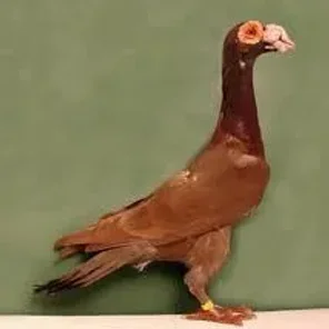 English Carrier