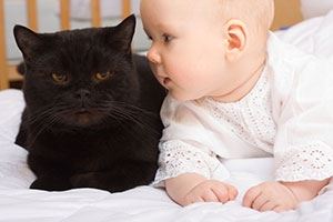 Cats and Babies - Beware the Wives' Tales!