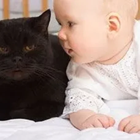 Cats and Babies - Beware the Wives' Tales!