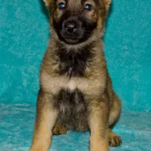Bowman's Kyra Von Moyer Haus
