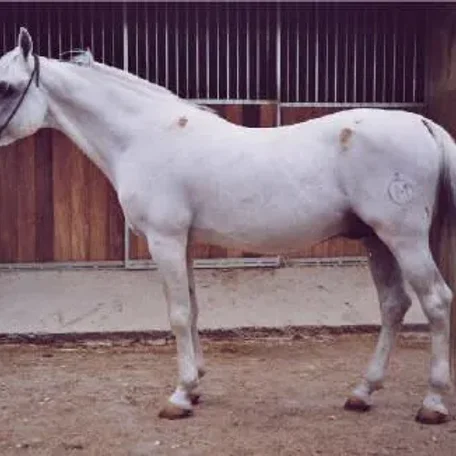 El Namib 1980 Arabian Stallion.

