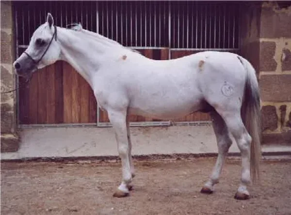 El Namib 1980 Arabian Stallion.
