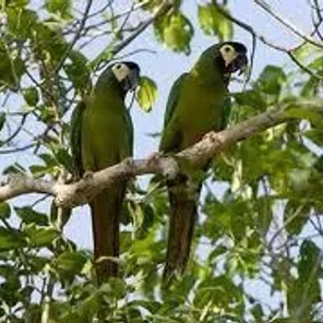 Golden-collared (Yellow collared)