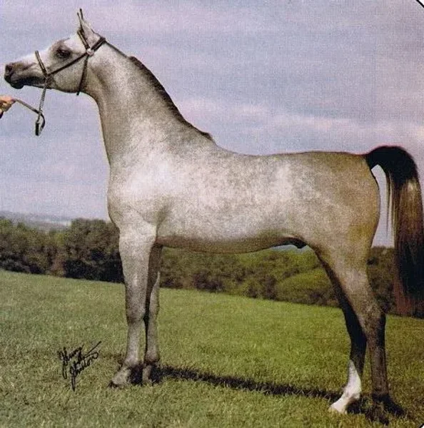 ANSATA IMPERIAL 1976 Straight Egyptian Stallion.