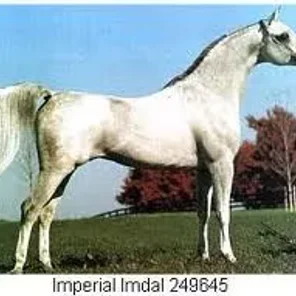 IMPERIAL IMDAL