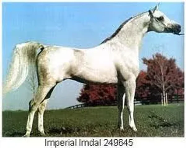 IMPERIAL IMDAL