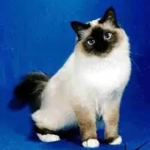 Birman