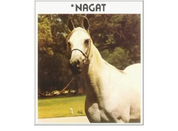 *Nagat