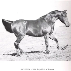 Bay-Teza