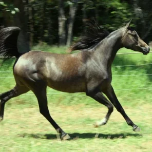 La Duchesse HJ