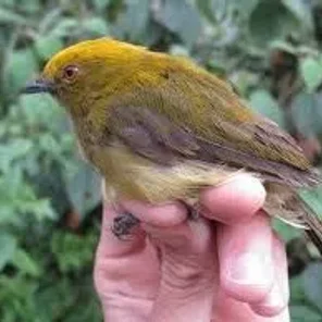 Yellow-headed