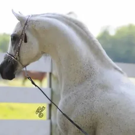 MB Mistaz
(*Ibn Safinaz x Imperial Mistilll)