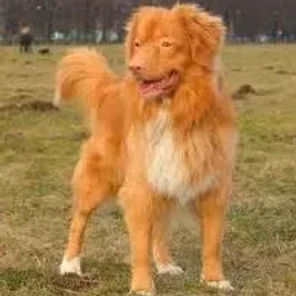 Nova Scotia Duck-Tolling Retriever