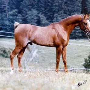 SHAKER EL MASRI