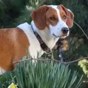 Posavac Hound