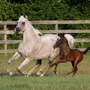 2019 Luxemere foal 2, Acevedo & Roberson
