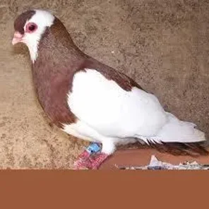 Roller Pigeon