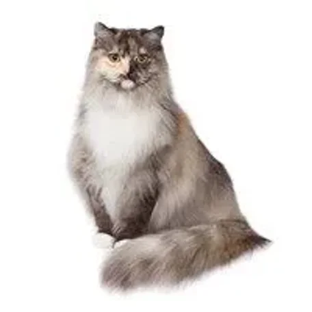 Calmest Cats