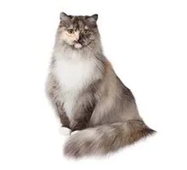 Calmest Cats