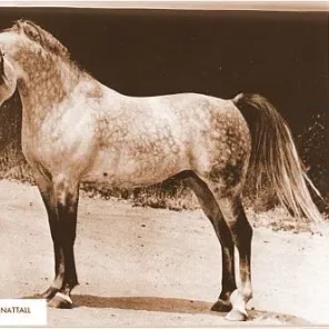 BASEYN IBN EL NATTALL