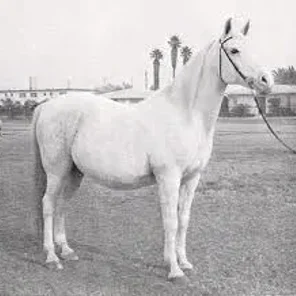 Bint Sahara