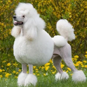 Poodle - # 7 Favorite Breed