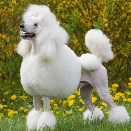Beautiful, sophisticated, and intelligent, the Poodle stands out in the crowd.