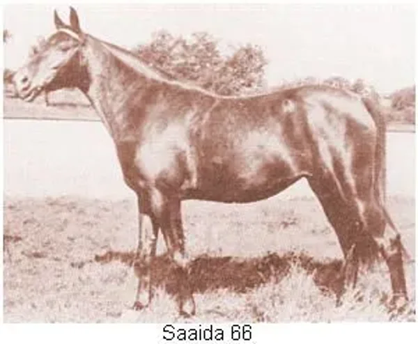 Saaida
