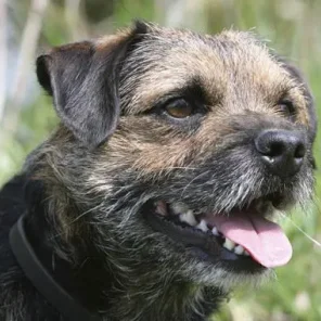Border Terrier