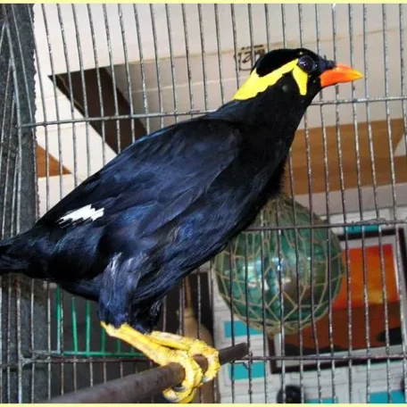 Pet Mynah