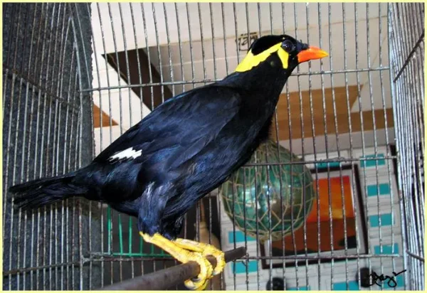 Pet Mynah