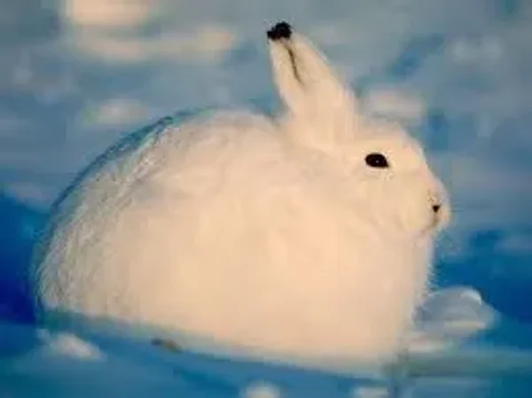 Happy Hare