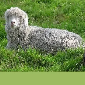 Angora