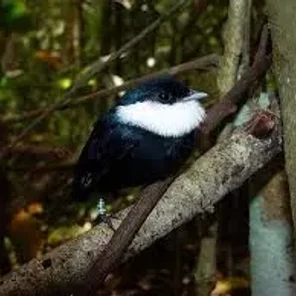 White-bibbed