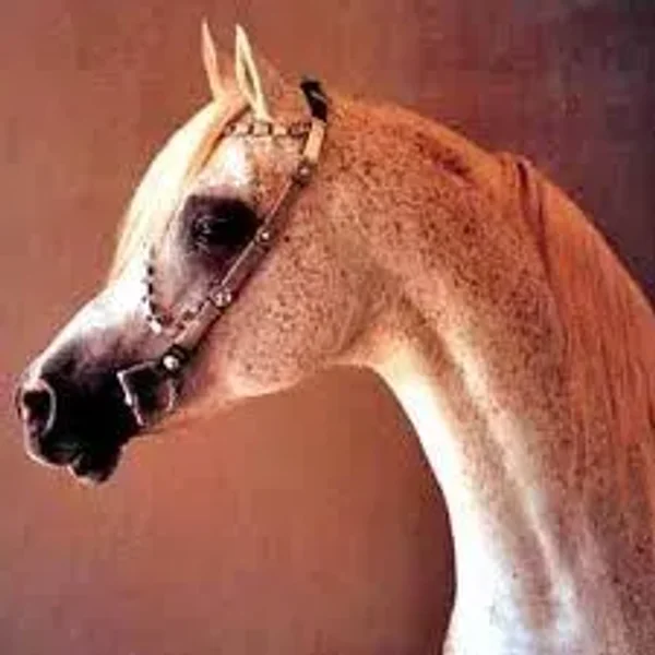 El Shaklan