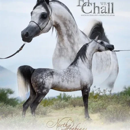 El Chall