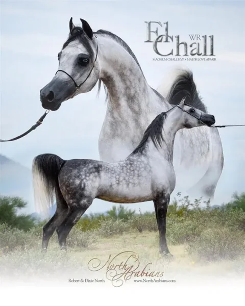 El Chall WR