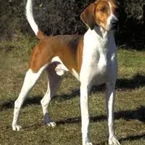 English Coonhound