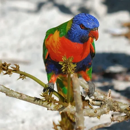 Caiques, Small Conures, Lories, Large Parakeets, Pionus, and Poicephalus