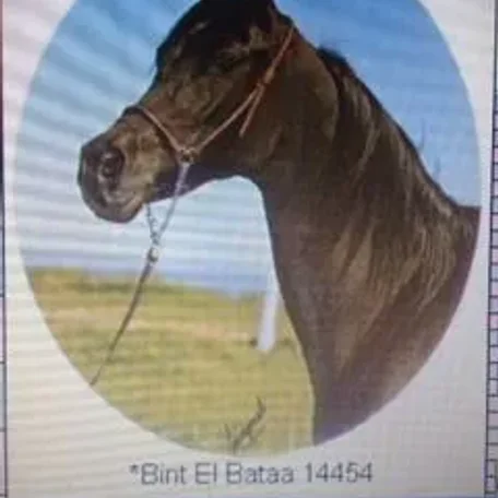 Bint El Bataa