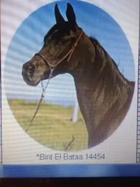 Bint El Bataa